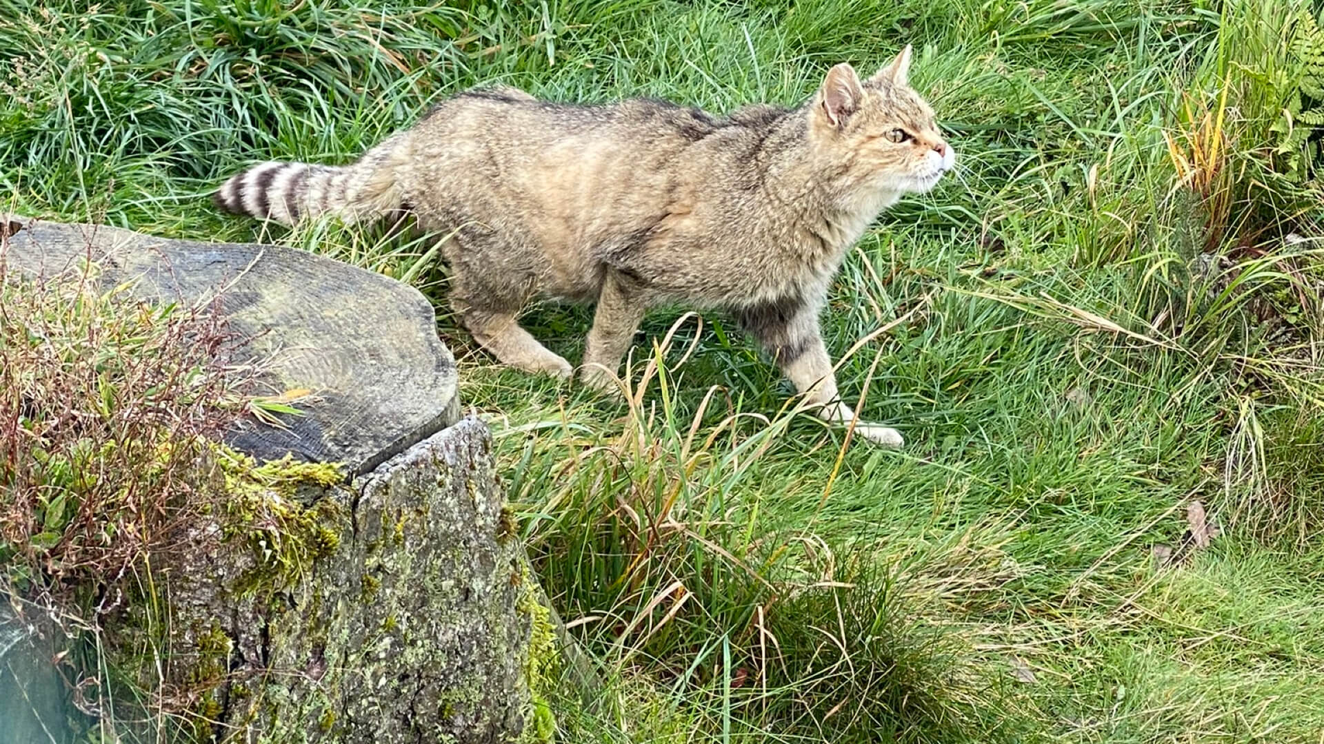 Wildkatze