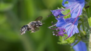 Glänzende Natternkopf Mauerbiene Hoplitis adunca